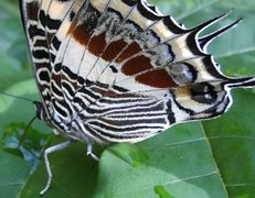 Mombasa Butterfly House | Zoos & Sanctuaries - Rated 0.7