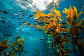 Monterey Bay Aquarium | Aquariums & Oceanariums - Rated 6.8