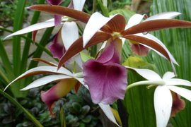 Monteverde Orchid Garden | Gardens - Rated 3.6