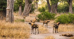 Moremi Game Reserve | Parks,Safari - Rated 3.9