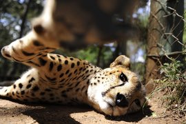 Nairobi Animal Orphanage in Kenya, Nairobi | Zoos & Sanctuaries - Rated 3.6