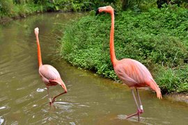 National Aviary of Colombia in Colombia, Bolivar | Zoos & Sanctuaries,Parks - Rated 4.2