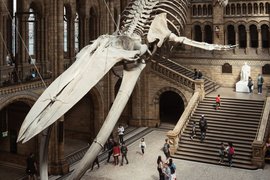 Museum of Natural History in United Kingdom, Greater London | Museums - Rated 4.1