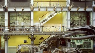 National Museum of Ireland – Natural History | Museums - Rated 3.7