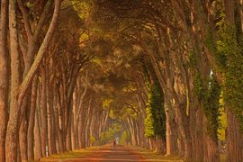 Natural Park Migliarino San Rossore in Italy, Tuscany | Parks - Rated 3.8