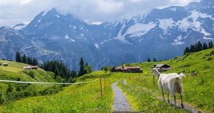 Northface Trail Murren in Switzerland, Canton of Bern | Trekking & Hiking - Rated 0.8