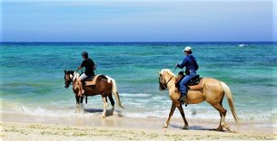 Okinawa Riding Club in Japan, Kyushu | Horseback Riding - Rated 0.8