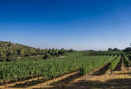 Tzora Vineyards | Wineries - Rated 3.9