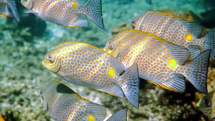 Palau Aquarium in Palau, Koror State Legislature | Aquariums & Oceanariums - Rated 0.8