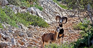 Meroboulo in Greece, Ionian Islands | Hunting - Rated 1