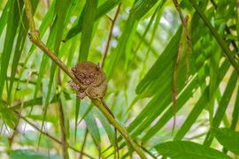 Philippines Nature Reserve Tarsier in Philippines, Central Visayas | Nature Reserves - Rated 3.5