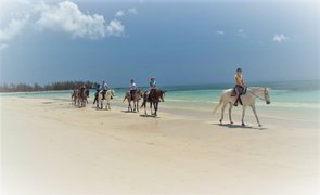Pinetree Stables in Bahamas, Grand Bahama | Horseback Riding - Rated 0.9