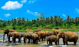 Pinnawela Elephant Shelter in Sri Lanka, Southern Province | Zoos & Sanctuaries - Rated 3.3