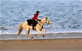 Portugal Equestrian in Portugal, Norte | Horseback Riding - Rated 1