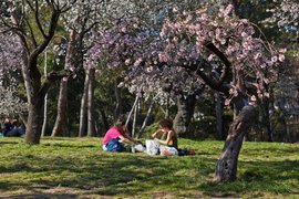 Quinta de los Molinos Park in Spain, Community of Madrid | Parks - Rated 3.9