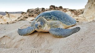 Ras al Jinz Turtle Reserve in Oman, Ash Sharqiyah South Governorate | Beaches - Rated 3.5