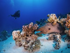 Dive Source Scuba | Scuba Diving - Rated 0.9