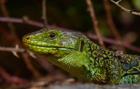 Reptile Village | Zoos & Sanctuaries - Rated 0.7