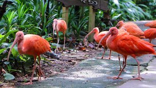 Reserve Karoni Bird | Zoos & Sanctuaries - Rated 3.6