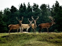 Rogegaard Reservat in Denmark, North Denmark Region | Hunting - Rated 0.8