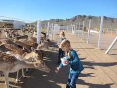 Rooster Cogburn Ostrich Ranch in USA, Arizona | Zoos & Sanctuaries - Rated 4.1