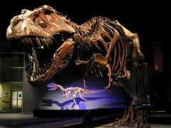 Royal Tyrrellovsky in Canada, Alberta | Museums - Rated 4.1