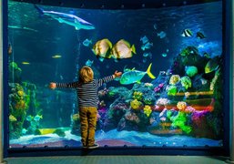 SEA LIFE Orlando Aquarium in USA, Florida | Aquariums & Oceanariums - Rated 4.3