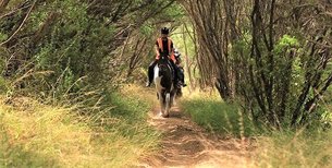 Sandy Turf Stables in Barbados, Christ Church Parish | Horseback Riding - Rated 0.9