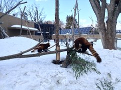 Sapporo City Maruyama Zoo | Zoos & Sanctuaries - Rated 4