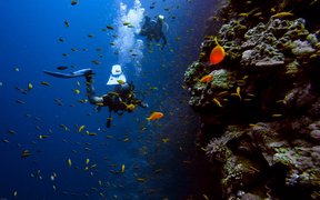 Scuba Diving Attractions