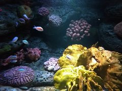 Sea Life Bangkok | Aquariums & Oceanariums - Rated 5