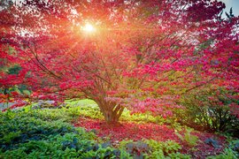 Seattle Japanese Garden in USA, Washington | Gardens - Rated 3.8