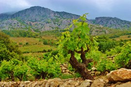 Sladic Winery in Croatia, Split-Dalmatia | Wineries - Rated 0.9