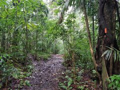 Soberania National Park in Panama, Panama Province | Trekking & Hiking - Rated 3.8