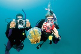 Pura Vida Divehouse | Scuba Diving - Rated 4