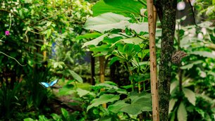 Spirogyra Butterfly Garden in Costa Rica, Province of San Jose | Gardens - Rated 3.6