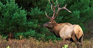 State Game Lands No 211 in USA, Pennsylvania | Hunting - Rated 5.5