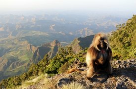 Symen in Ethiopia, Amhara | Parks - Rated 0.8