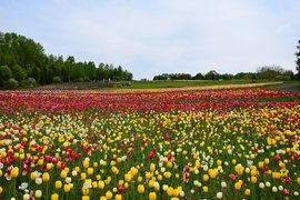 Takino Suzuran Hillside Park in Japan, Hokkaido | Parks - Rated 3.6