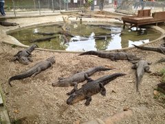 The Arkansas Alligator Farm and Petting Zoo | Zoos & Sanctuaries - Rated 3.5