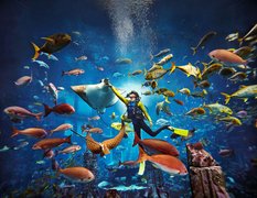 The Lost Chambers Aquarium in United Arab Emirates, Emirate of Dubai | Aquariums & Oceanariums - Rated 4.4