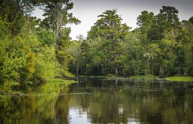 The Nariva Swamp in Trinidad and Tobago, Mayaro–Rio Claro | Nature Reserves - Rated 3.4