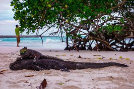 Tortuga Bay in Ecuador, Galapagos | Beaches,Trekking & Hiking - Rated 4