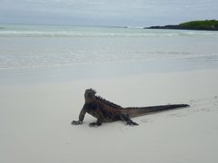 Tortugas Beach in Mexico, Quintana Roo | Beaches - Rated 3.5