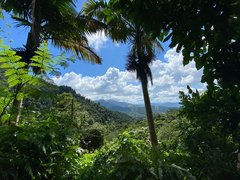 Tres Picachos in Puerto Rico, Capital Region | Trekking & Hiking - Rated 0.7