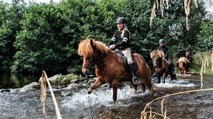Tryggvi Islandshestgård | Horseback Riding - Rated 1