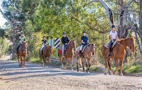 Uncle Nev's Trail Riding in Australia, Victoria | Horseback Riding - Rated 4.4