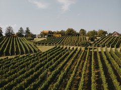 Despotika Winery | Wineries - Rated 3.9