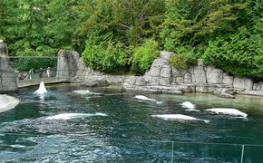 Vancouver Aquarium | Aquariums & Oceanariums - Rated 4.4