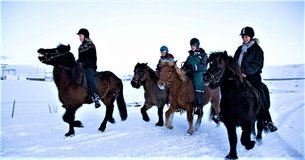 Viking Horses in Iceland, Greater Reykjavík | Horseback Riding - Rated 0.9